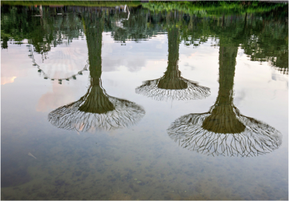 Mirror Trees